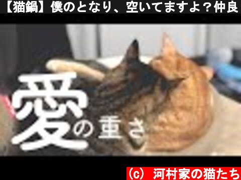 【猫鍋】僕のとなり、空いてますよ？仲良し兄妹はひとつの猫ベッドで密です。  (c) 河村家の猫たち